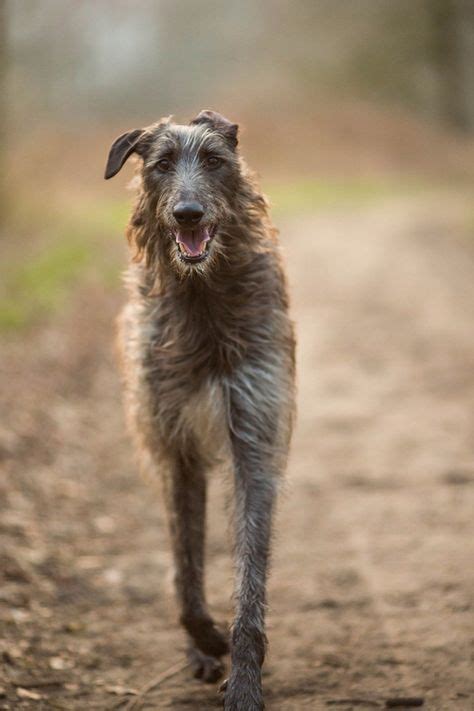 53 Best Scotlands Deerhounds Images On Pinterest Irish Wolfhounds