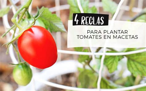 How To Grow Tomatoes In Pots Global Gardening Secrets