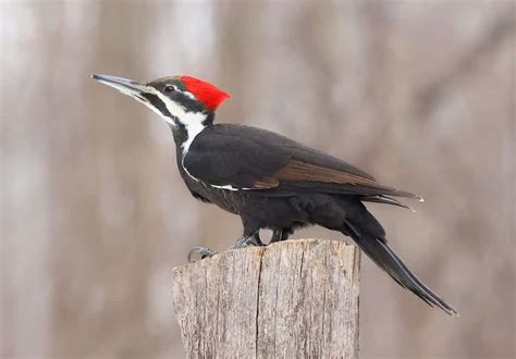 See The Top 2 Largest Woodpeckers Found In Canada A Z Animals