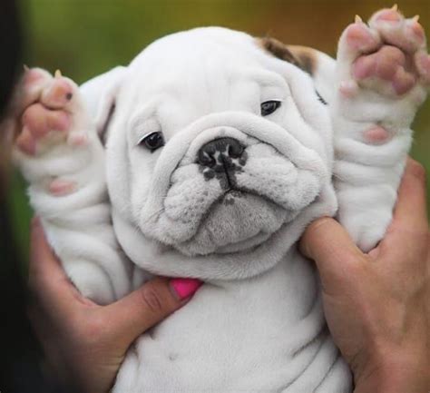 14 Photos Proving That English Bulldog Puppies Are The Cutest The