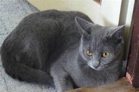 20 Fun Facts You Didnt Know About Chartreux Cats