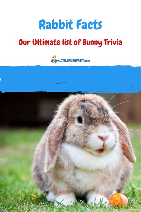 15 Rabbit Facts We Bet You Didnt Know Rabbit Facts Rabbit Facts