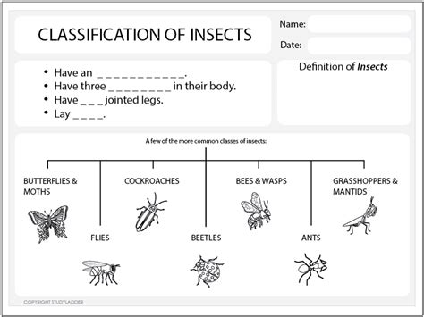 Classification Of Insects Worksheet Studyladder Interactive Learning