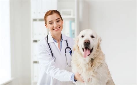 Have tons of fun running your very own pet vet clinic. Save money on pet care