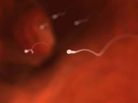 Everything You Need To Know About Sperm Including Male Fertility And
