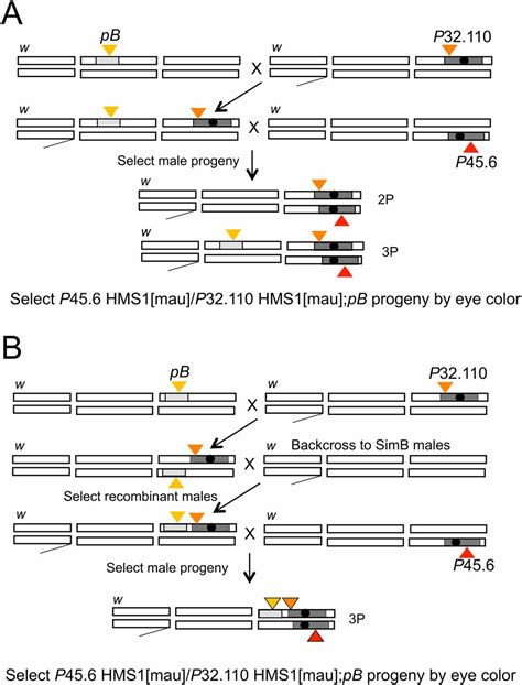 neighboring genes for dna binding proteins rescue male sterility in drosophila hybrids pnas