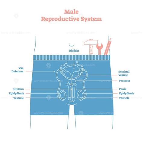 Artistic Style Female Reproductive System Vector Illustration Vectormine