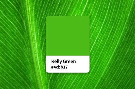 Everything About Kelly Green Color Color Meaning Hex Code Symbolism