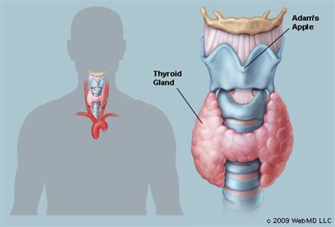 The Thyroid Human Anatomy Picture Function Definition Location In