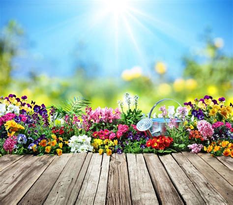 How Much Sunlight Does Your Plant Or Flower Need By Zara Blooms Medium