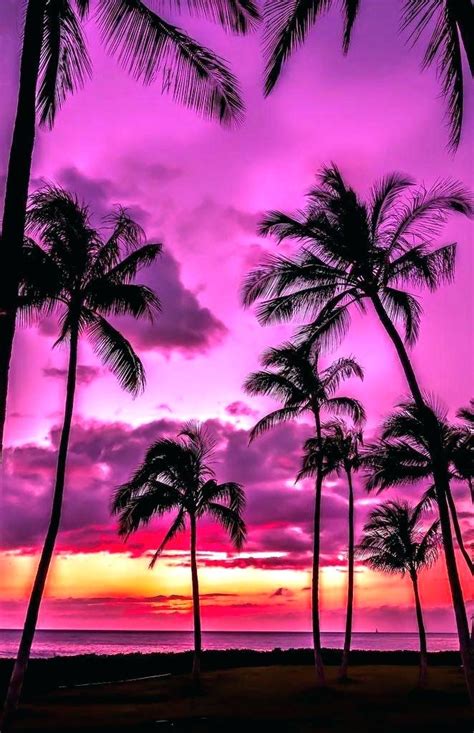 3d Palm Tree Pink Sunset 2194690 Hd Wallpaper And Backgrounds Download