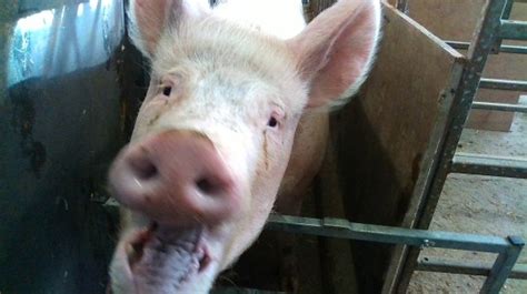 Scientists Used Facial Recognition Technology To Find Pigs Feelings