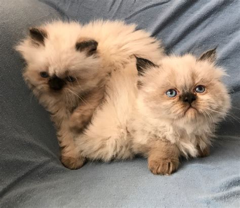 Himalayan Persian Cats For Sale Palmdale Ca 275468