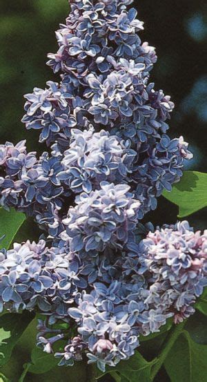 Popular Spring Blooming Deciduous Shrub Has Large Double Lavender