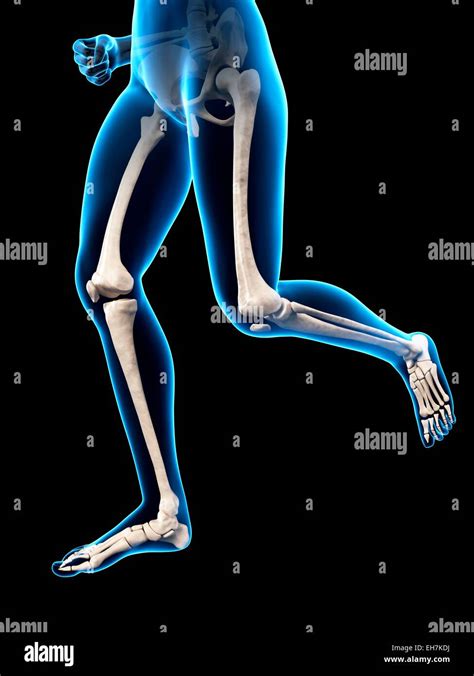 Los Huesos De La Pierna Humana Ilustración Fotografía De Stock Alamy