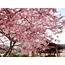 LOOK First Pictures Of The Cherry Blossom Season In Japan  When Manila