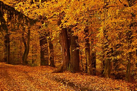 Landscape Nature Tree Forest Woods Autumn Wallpaper 4608x3072