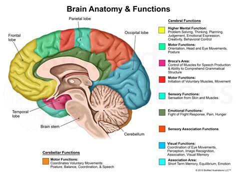 Brain Parts And Functions Yasemins Extended Project Understanding