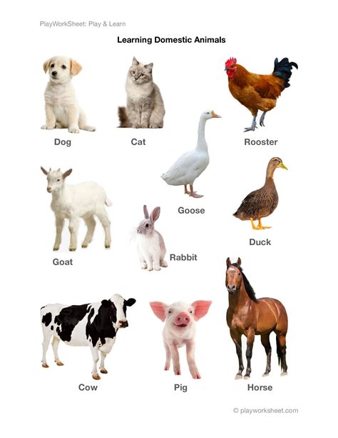 Learning Various Domestic Animals And Pets With Pictures Free