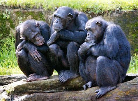 Chimpanzees In The Wild Reduced To Forest Ghettos