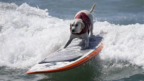 Dogs Surf In Surf City Dog Competition