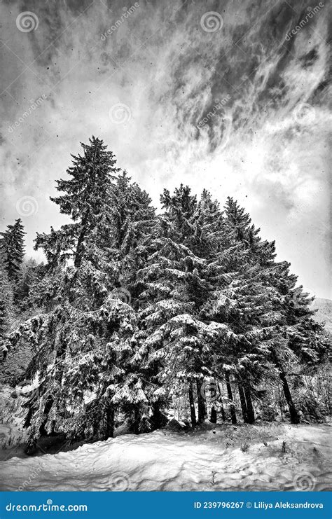 Black And White Mountain Pine Trees Landscape With Dramatic Sky