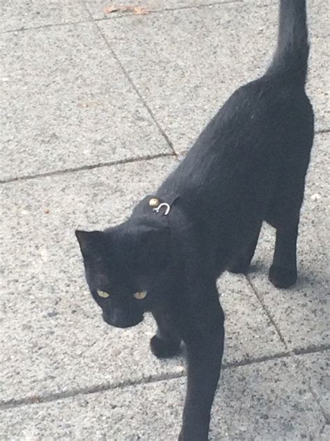 Missing Your Black Cat Theres A Stray Black Cat In A Harness With Bell Around New Market And