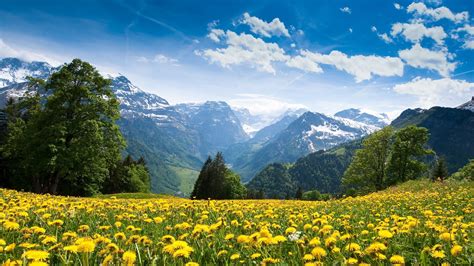 Dandelion Flower Field Mountains Hd Wallpaper Wallpaper Flare