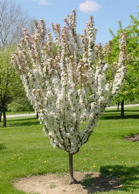 Ornamental Trees And Fruit Trees Trees On The Move