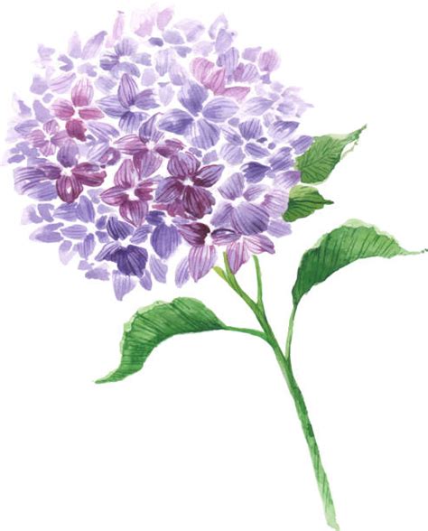 Royalty Free Hydrangea Clip Art Vector Images And Illustrations Istock