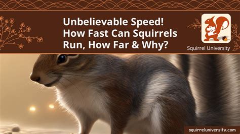 Unbelievable Speed How Fast Can Squirrels Run How Far And Why