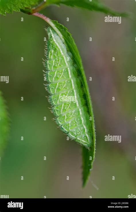 Brown Hairstreak Butterfly Caterpillar Hi Res Stock Photography And