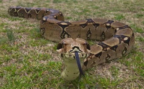 Snake Villains Wiki Fandom
