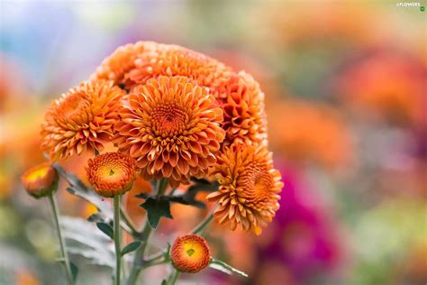 Orange Chrysanthemums Flowers Wallpapers 2000x1333