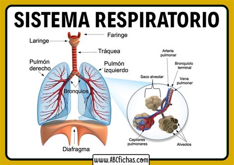 Funciones Del Sistema Respiratorio