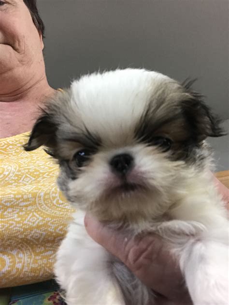 Japanese Chin Puppies For Sale Salem Or 277718