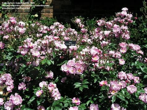 Plantfiles Pictures Shrub Rose Lavender Dream Rosa By Galanthophile