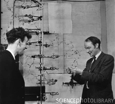 This Day In 1953 Watson And Crick Discovered The Structure Of Dna