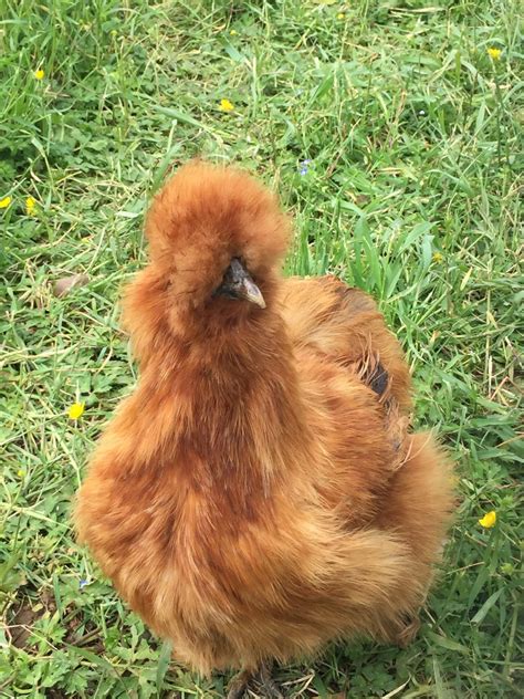 Silkie Chickens A Breeders Guide
