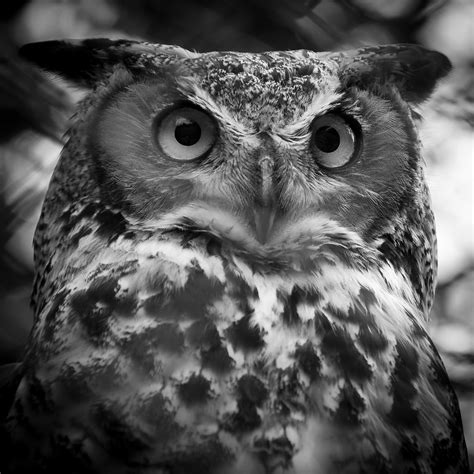 This raptor is present in all of central america, with the exception perhaps of el salvador. Rock Eagle Owl - Bubo bengalensis | The Rock Eagle Owl ...