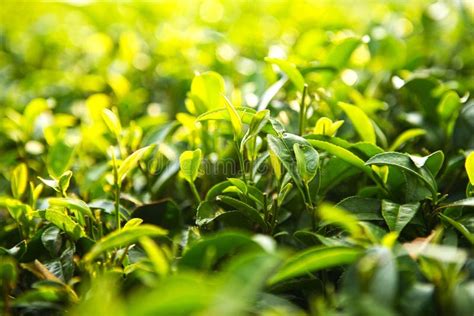 Tea Bushes Brighten In The Morning Sunlight Stock Image Image Of
