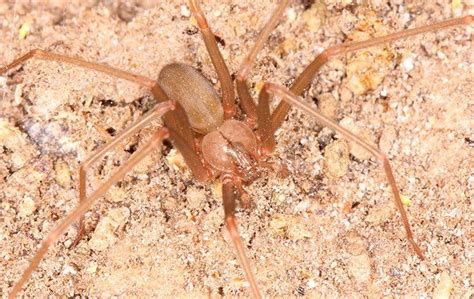 How To Identify And Get Rid Of Brown Recluse Spiders Around Your Ogden