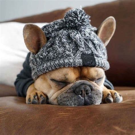 Pets Dog Hat Cap Christmas Warm Windproof Pet Hats Woolen Dog Etsy In