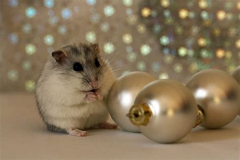 Christmas Hamster By Alleycat91 On Deviantart Cute Hamsters