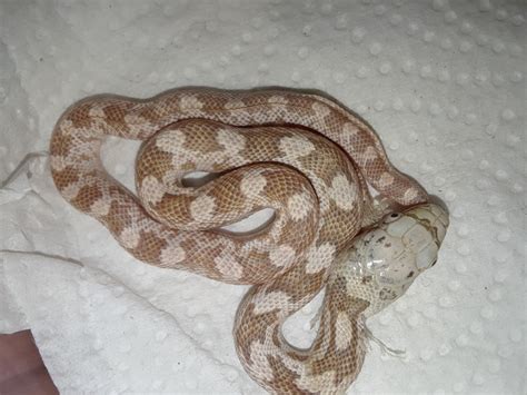 For Sale Hypo Male Yellow Rat Snake Baby Faunaclassifieds