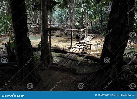 Bamboo Bridge Stock Photo Image Of Forest Nature Rainforest 106707898