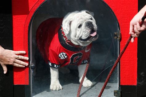 Georgia Unveils English Bulldog Puppy Boom As New Uga Mascot