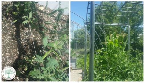 How To Support Tomato Plants Without Cages Build A Tomato Trellis