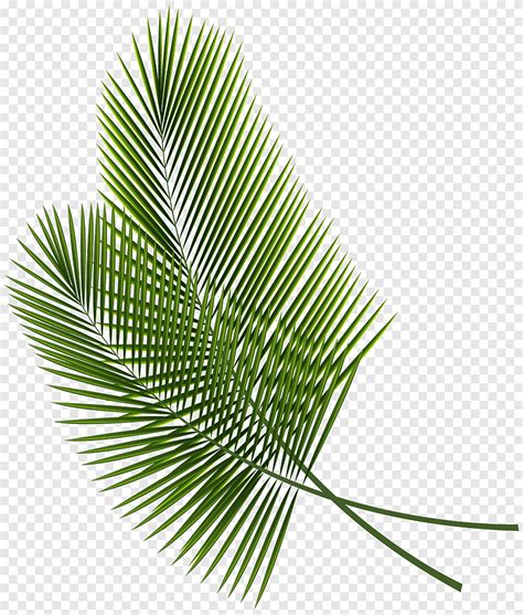 Leaf Tropical Leaves Green Linear Leaves Beach Grass Png Pngegg