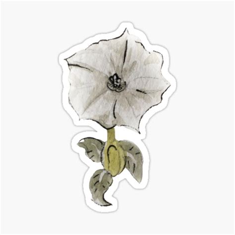 Datura Flower For Witchy Dreams In Watercolor Sticker By